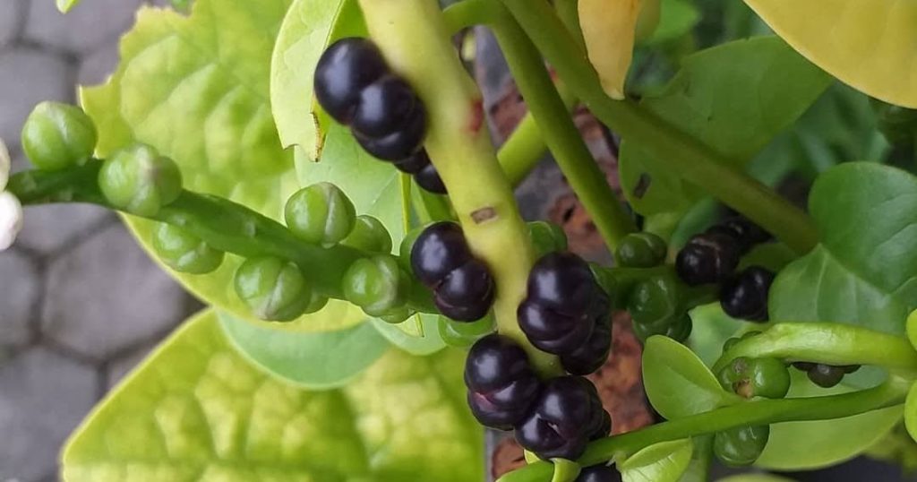 Manfaat Angkung untuk Mengobati Sakit Stroke Penyumbatan